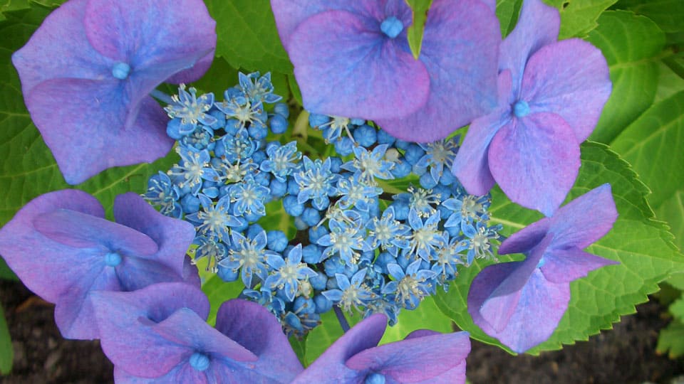blume lila blau schmuck 1