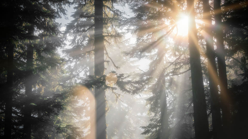 der wald freerangestock