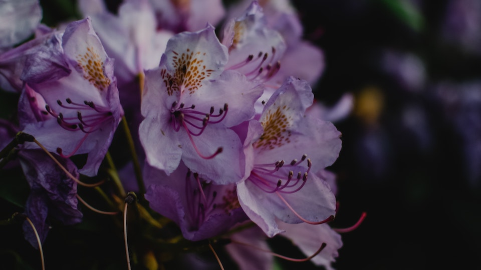 Rhododendron braune Blütenknospen nach Pilzbefall durch Zikaden - Ursache und Lösung
