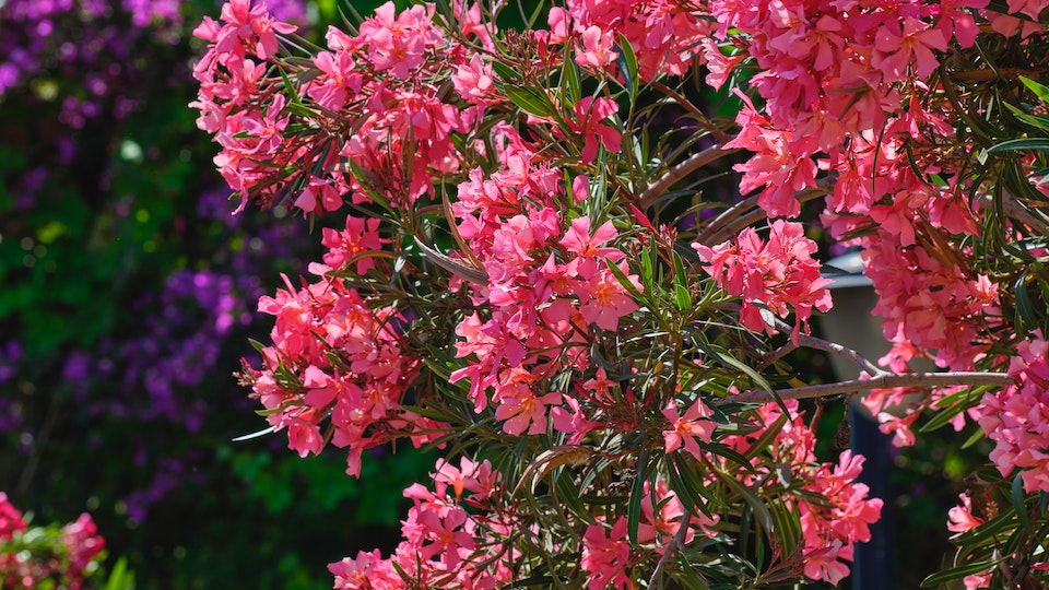 Oleander (Hundsgiftgewächse) Mit Regenwasser gießen und im Kübel pflanzen. Benötigt viel Wasser
