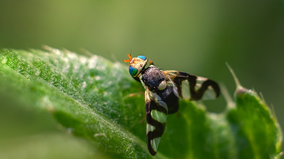 Obstfliegenfalle selbst machen - Fliegenfänger selber machen - Lösung und Anleitung