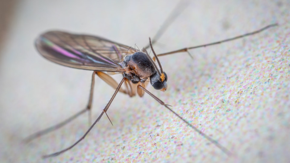 Welches Blut mögen Mücken? Tipps, Lösung und Übersicht