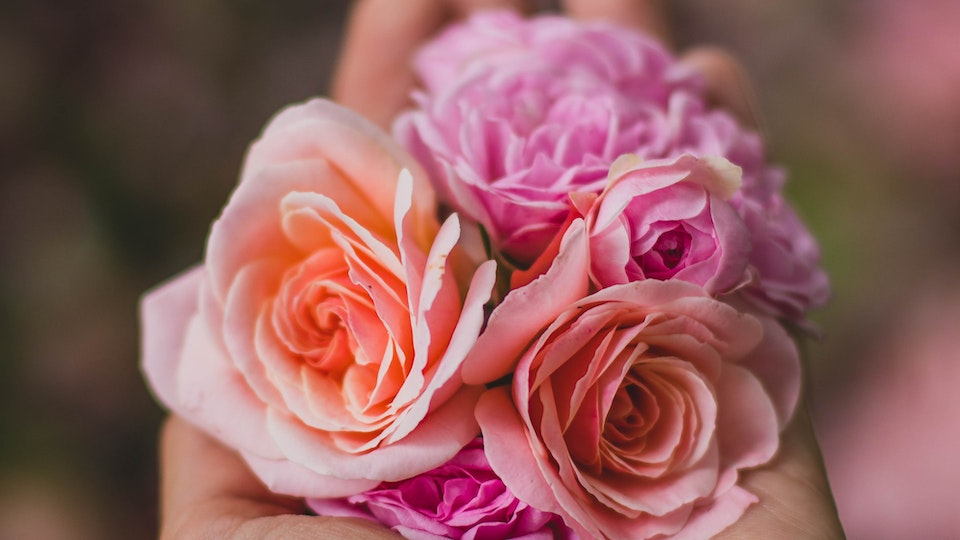 Rosen winterfest machen - darauf ist zu achten - Hausmittel und Gartentipps