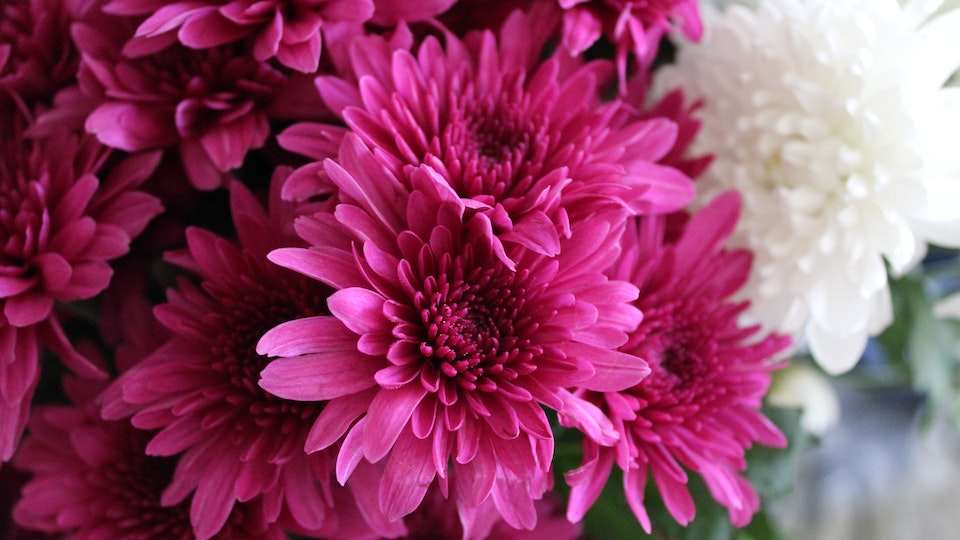 Sind Chrysanthemen winterhart Ein Überblick, Tipps und Tricks