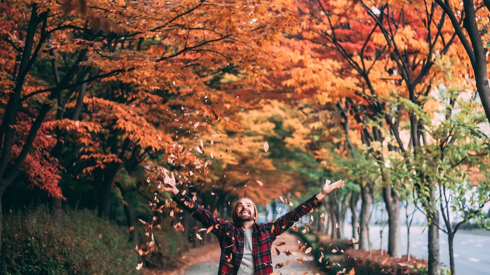 Warum färben sich die Blätter im Herbst? Erklärung