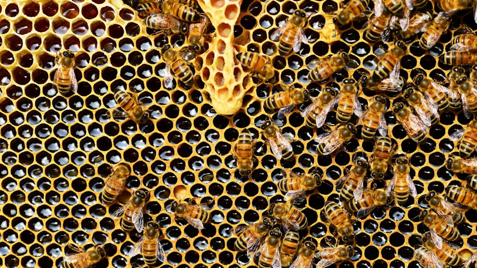 Optimierung der Honigernte Einsatz des BeeVac Vakuum-Systems zur schonenden Entfernung von Bienen