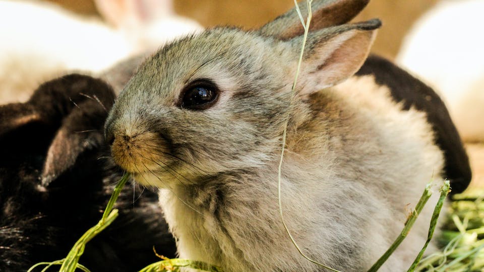 Wie alt können Kaninchen und Hasen werden Tipps und Überblick
