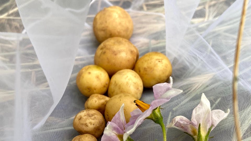 Kartoffel Wedges selber machen - so geht's - Lösung und Kochanleitung