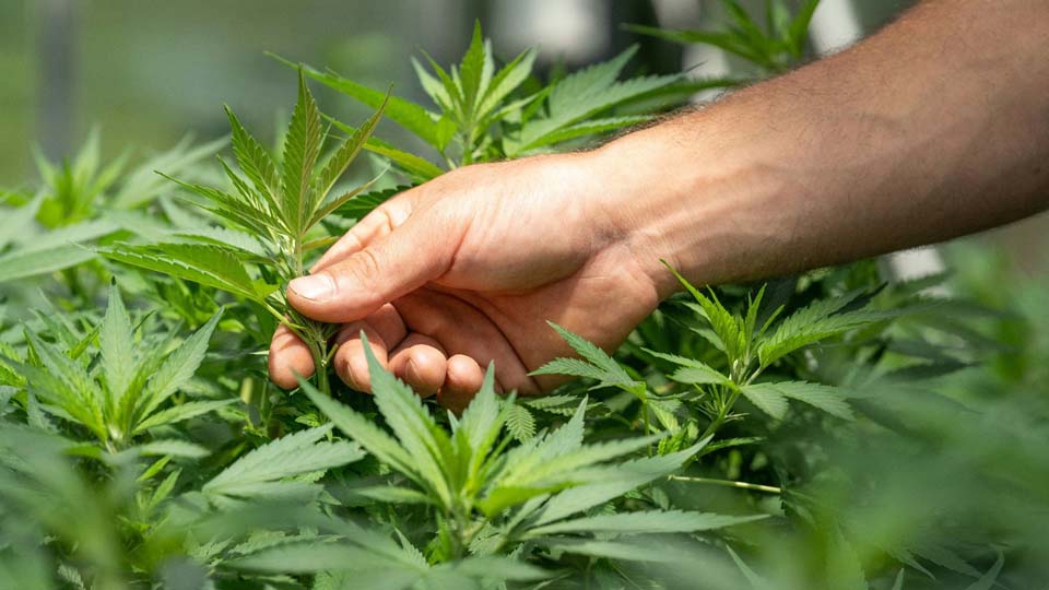 Privater Cannabisanbau künftig erlaubt Alles was Sie wissen müssen