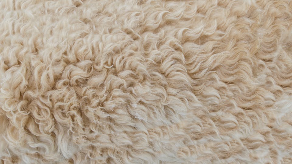 Teppana Erfahrungen - waschbare Teppiche und Läufer im Internet kaufen - Tipps