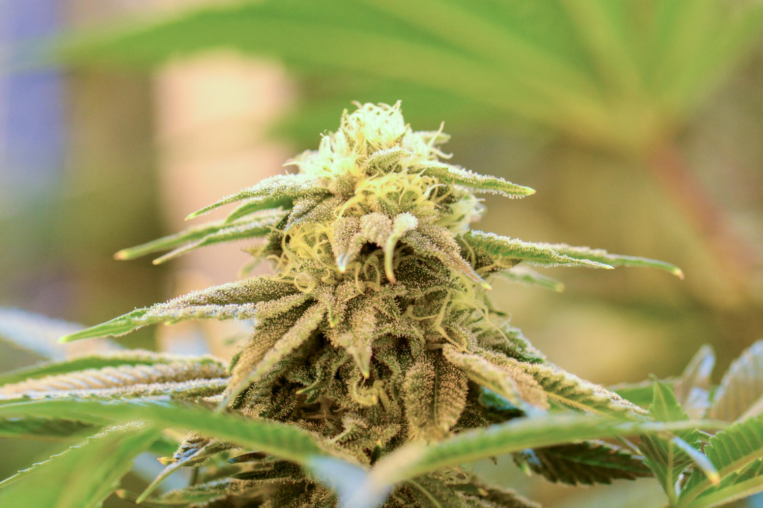 Feminisierte Cannabissamen Maximieren Sie Ihre Ernte mit hochwertigen Cannabissamen