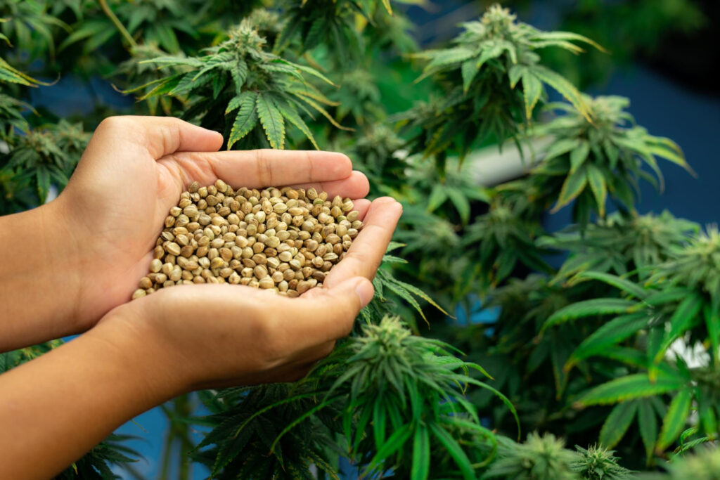 Feminisierte Cannabissamen Maximieren Sie Ihre Ernte mit hochwertigen Cannabissamen2