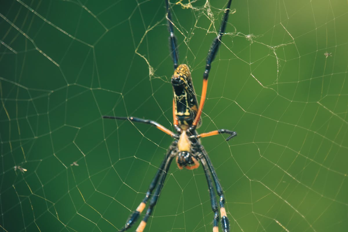 Wohin gehen Spinnen im Winter Erklärung