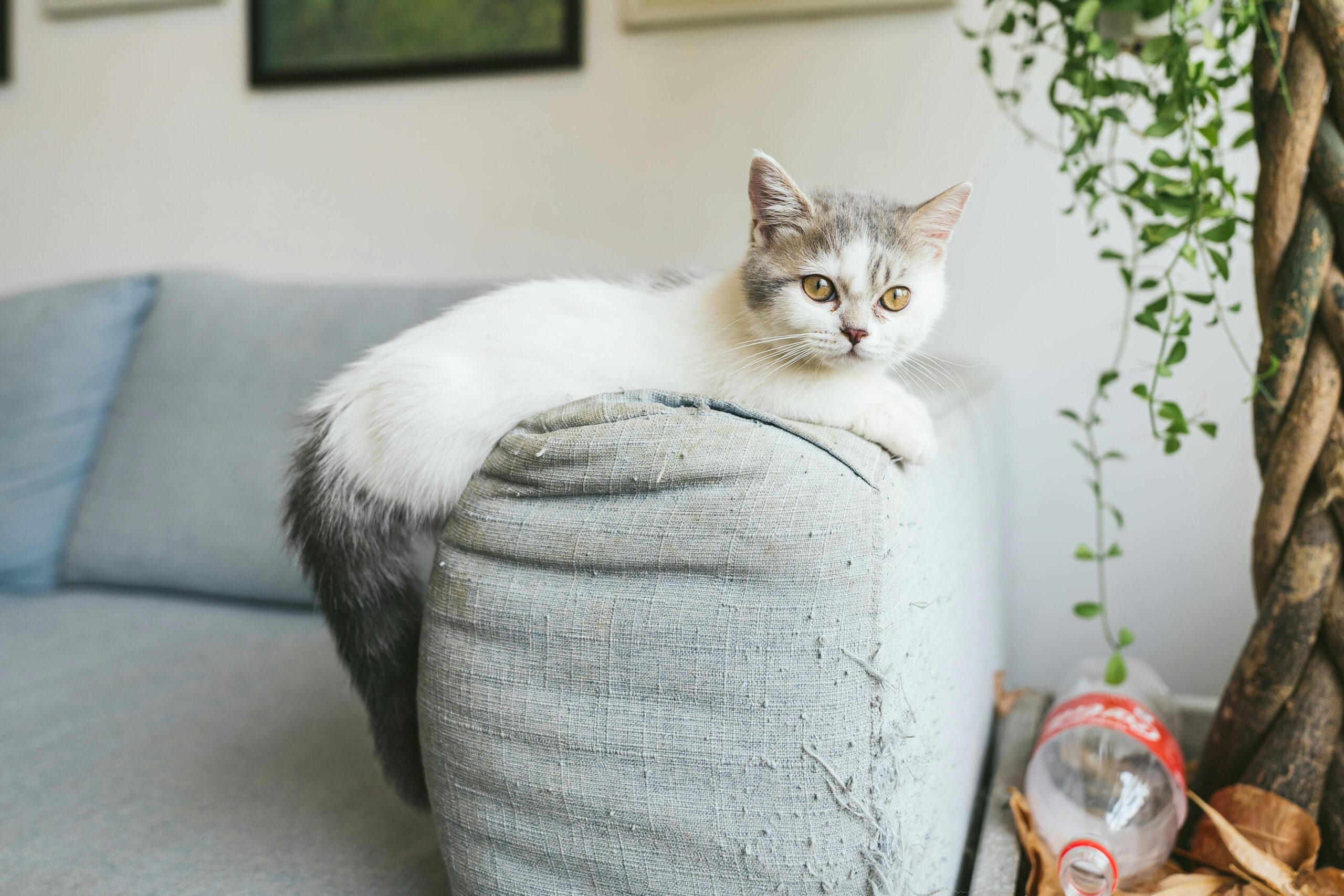 Futterautomat für Katzen: Wann er sinnvoll ist und worauf du achten solltest