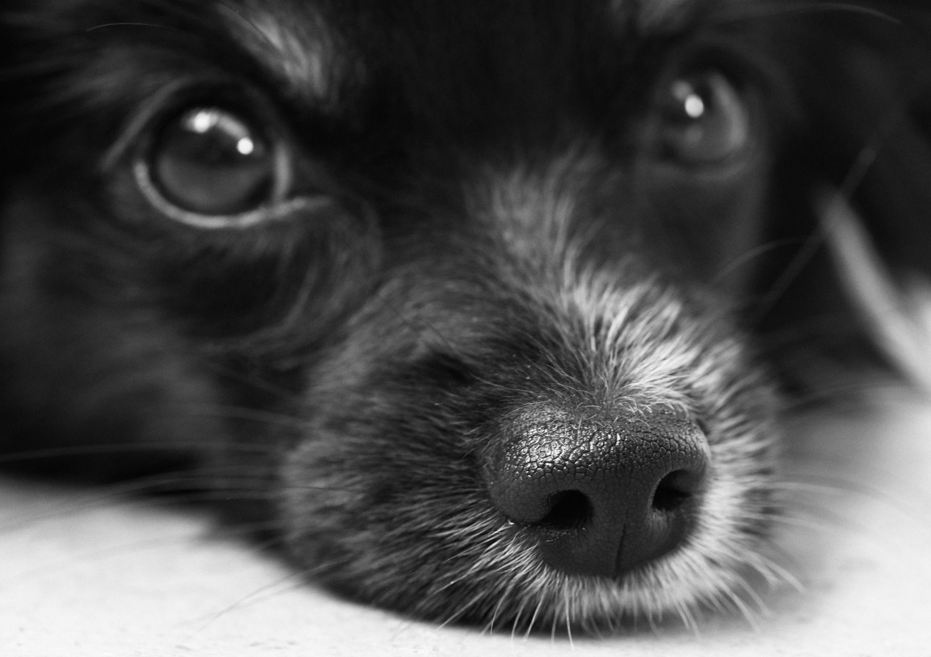Hundebox fürs Auto: Welche Größe passt und worauf du achten solltest