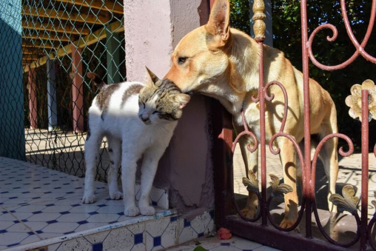 Baby-Katze gefunden: Was du sofort tun solltest und was besser nicht