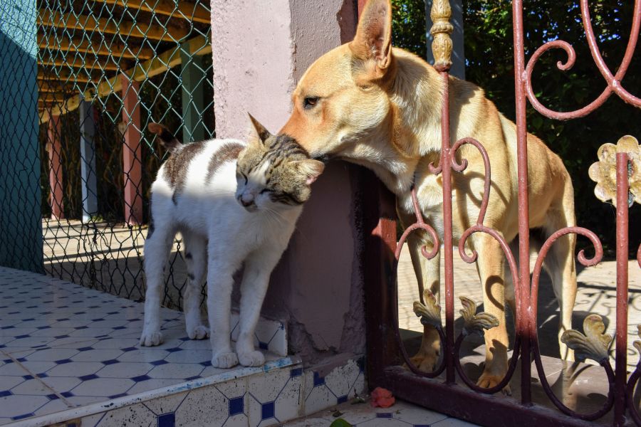 Baby-Katze gefunden: Was du sofort tun solltest und was besser nicht