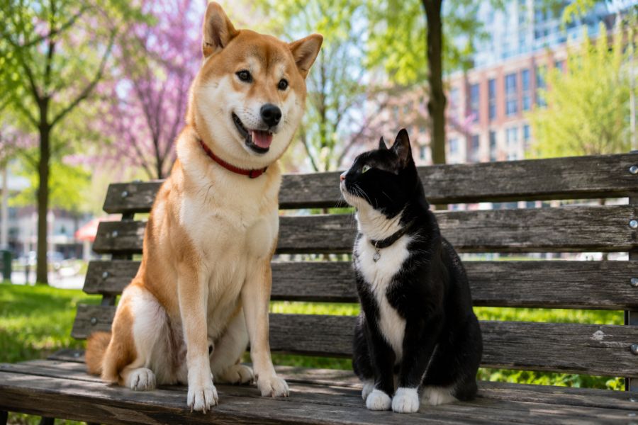 Flohkamm für Katzen und Hunde: Wann er hilft und wie du ihn nutzt