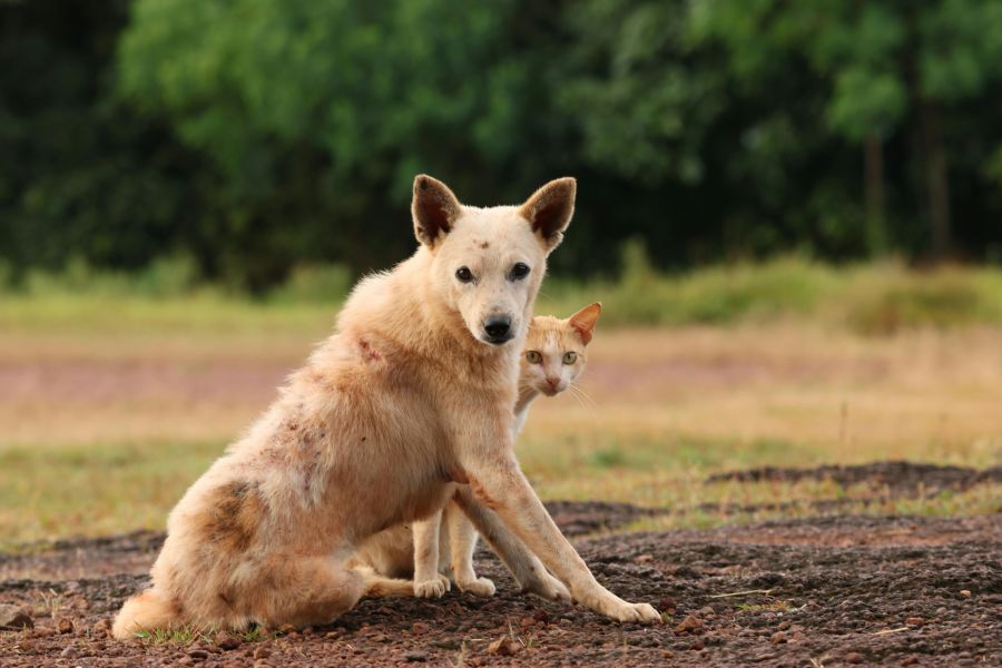 Hundehaare in der Wohnung reduzieren - die besten Methoden für saubere Böden