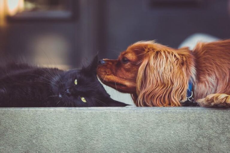 Lebendfalle für Katzen: Wann sie erlaubt ist und wie du richtig vorgehst