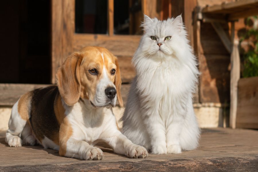 Welches Hundefutter passt zu meinem Hund? Orientierung ohne Werbechaos