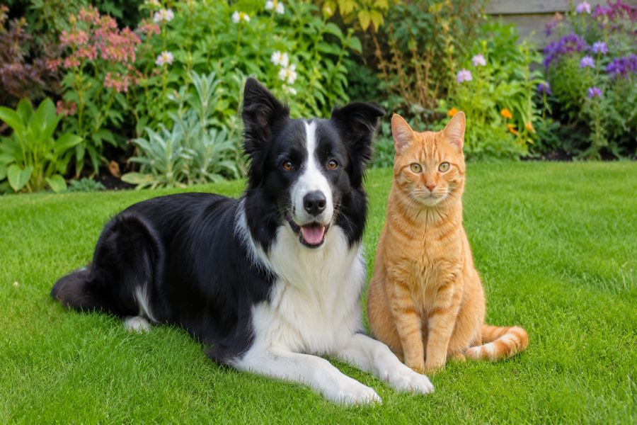Katze akzeptiert neues Futter nicht: So gelingt der Wechsel besser