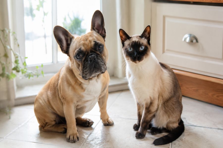 Welcher Napfständer für Hunde? Höhe, Material und Reinigung beachten