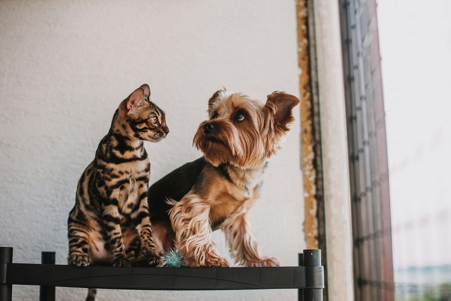 Katzenstreu entsorgen: Was in Restmüll, Biotonne oder Toilette darf