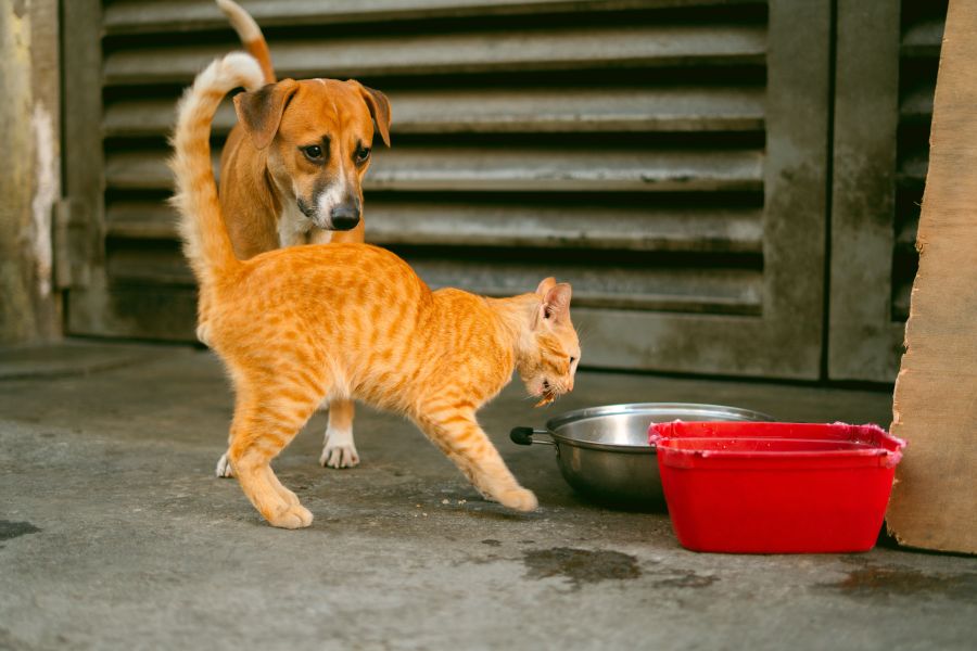 Katzennapf richtig wählen: Material, Form und Standort im Vergleich