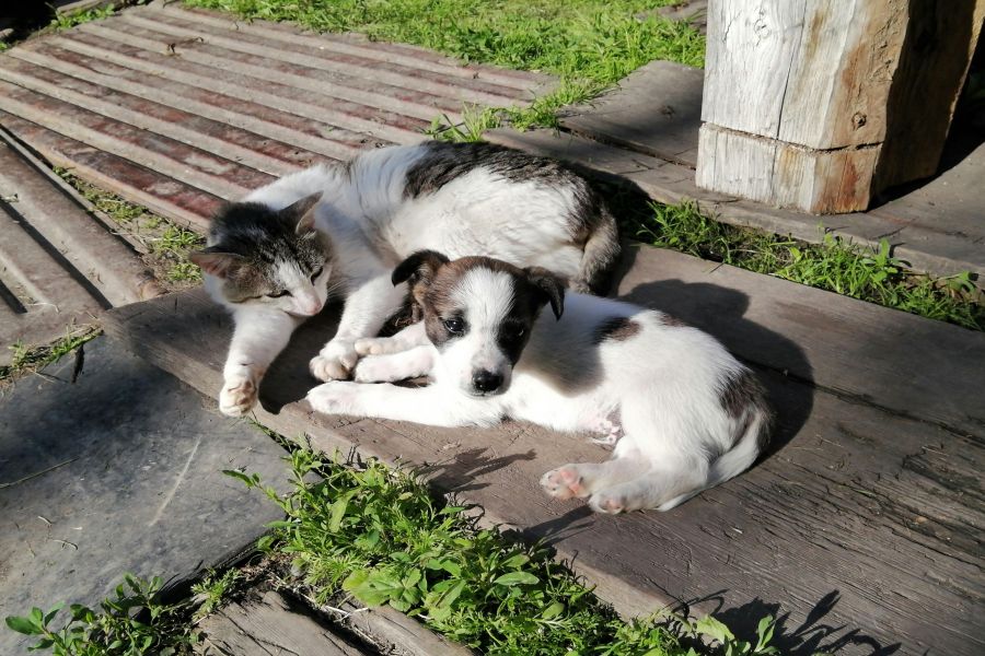 Hundebuggy kaufen: Für welche Hunde er sinnvoll sein kann