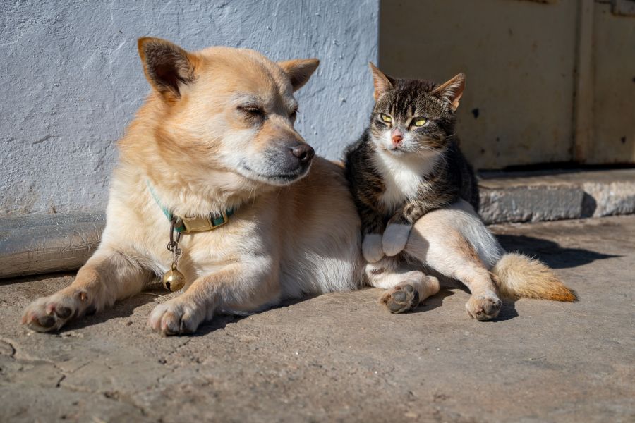 Katzenklo riecht trotz Reinigung: Ursachen und einfache Lösungen